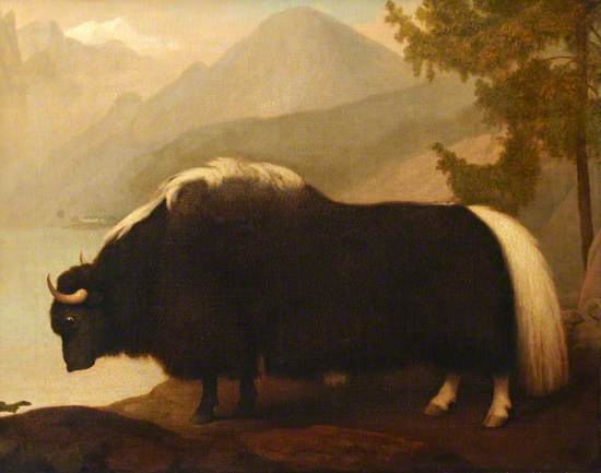 Yak
