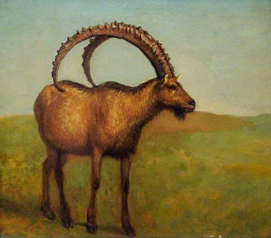 Ibex
