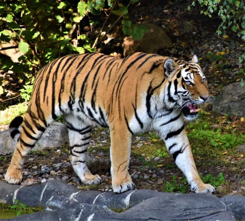 A tiger at Tierpark Hagenbeck, Hamburg