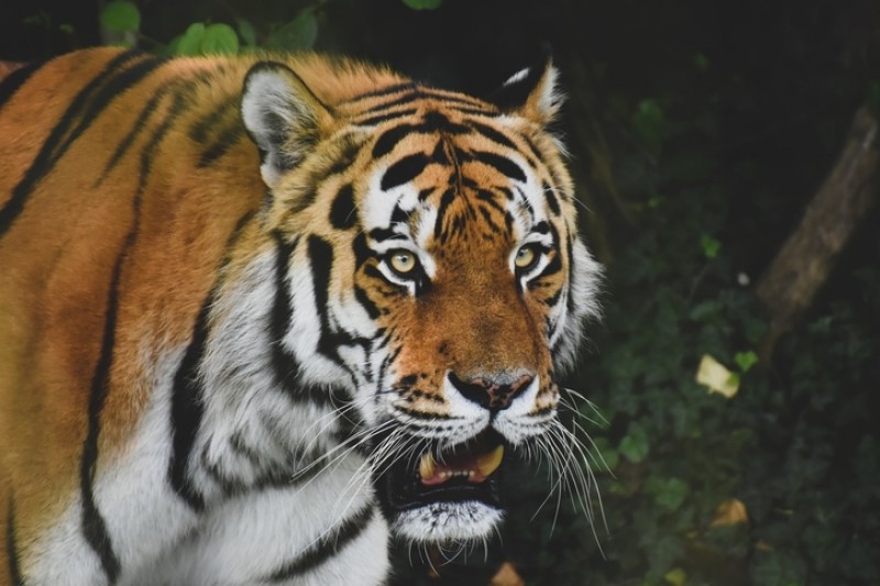 A tiger's head up close