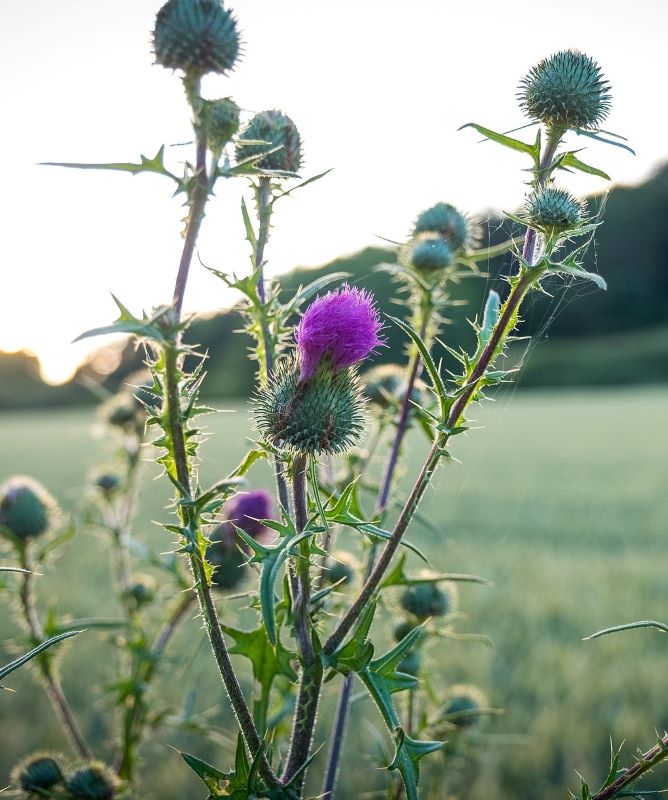 A thistle plant in a meadow