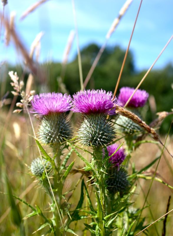 Thistles growing in a field in Scotland
