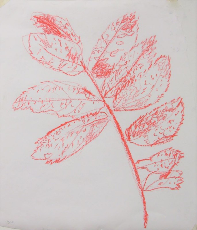 Crayon drawing of a leaf stem