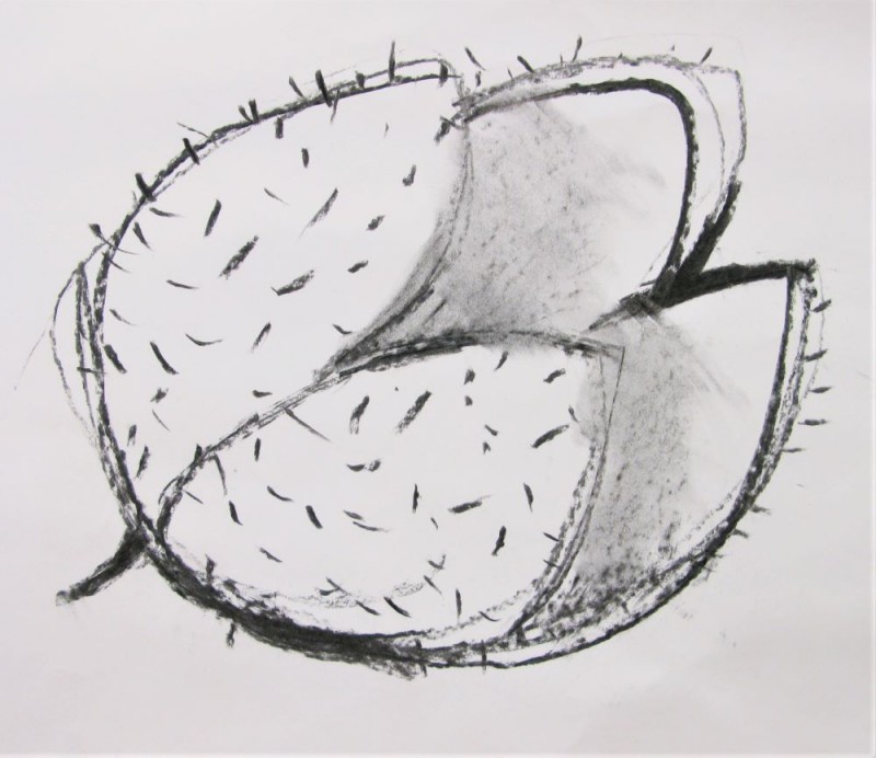 Charcoal drawing of a seed pod