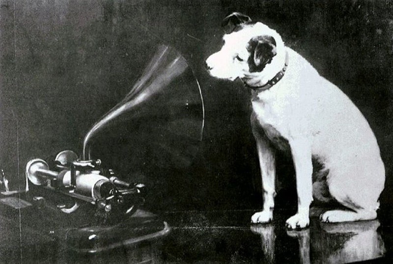 Dog looking at and listening to a phonograph