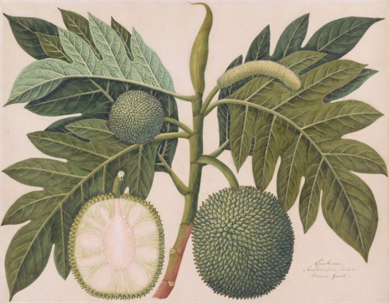 Breadnut (Artocarpus camansi)
