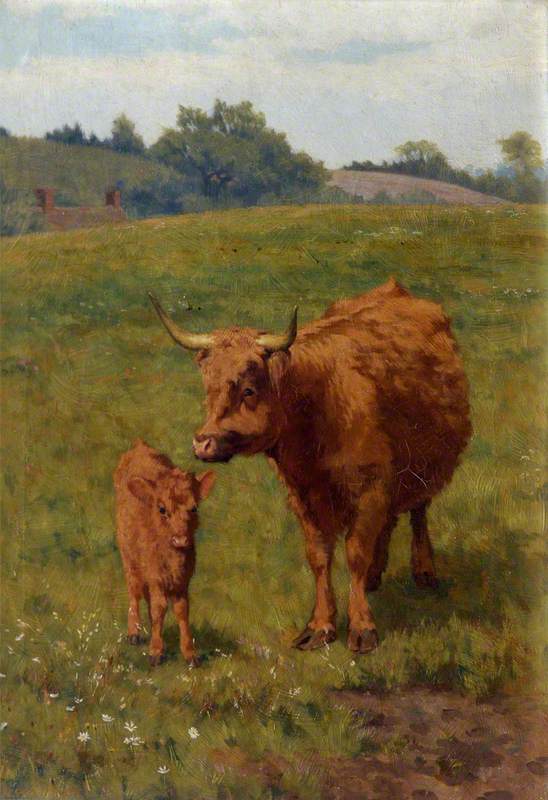 Cow and Calf