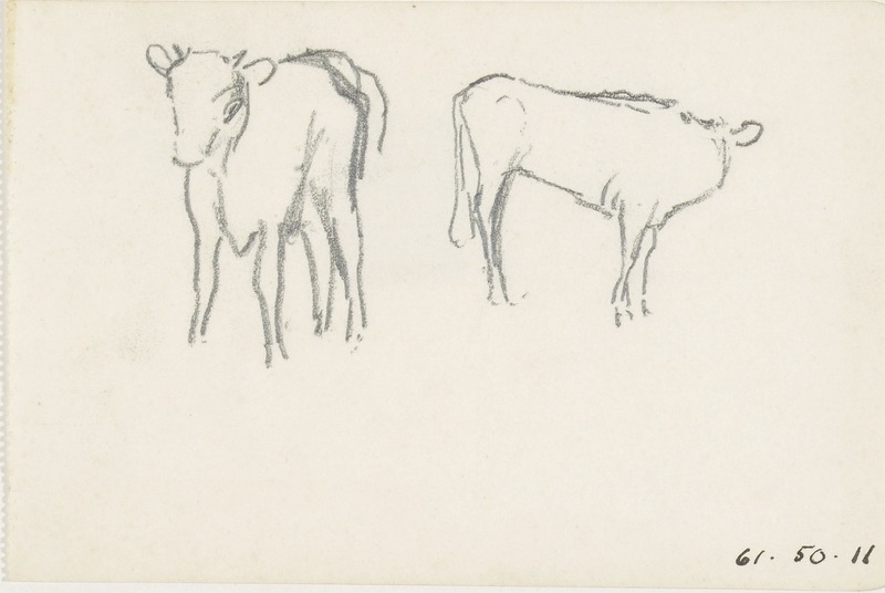 Calves
