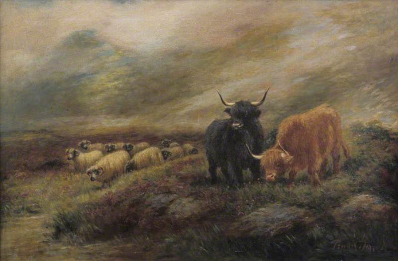 Highland Cows and Sheep