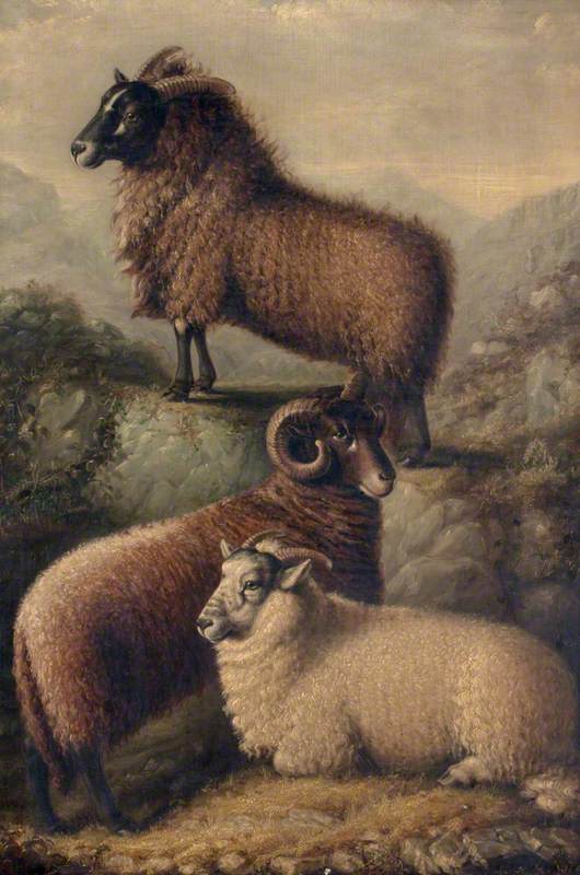 Three Welsh Sheep