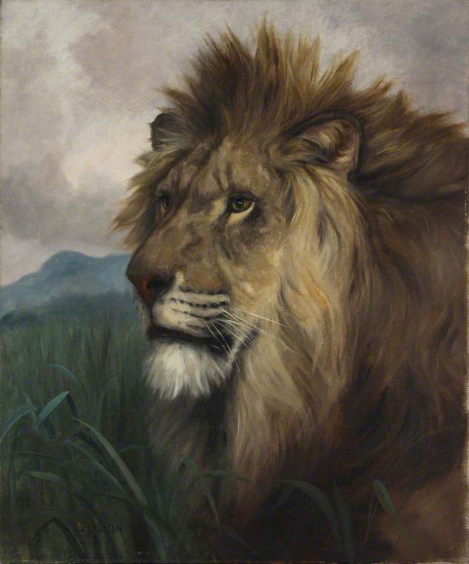 A Lion