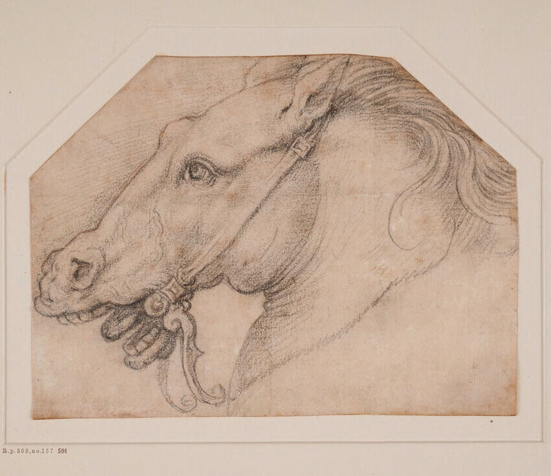 Horse's Head