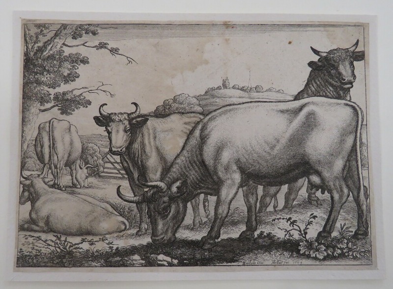 Bull and cows
