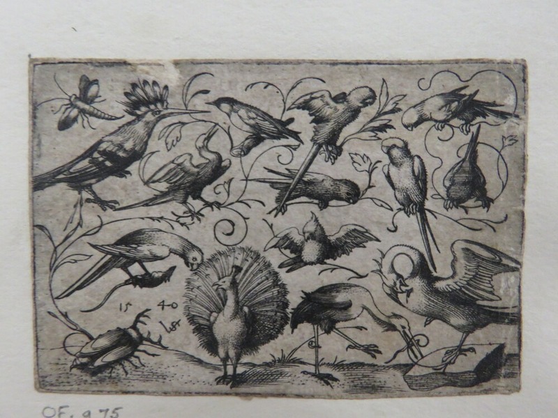 Ten birds on small foliage tendrils with a stork tying a tendril around a pelican’s leg, a peacock, and a large beetle in the foreground, from Douce Ornament Prints Album I