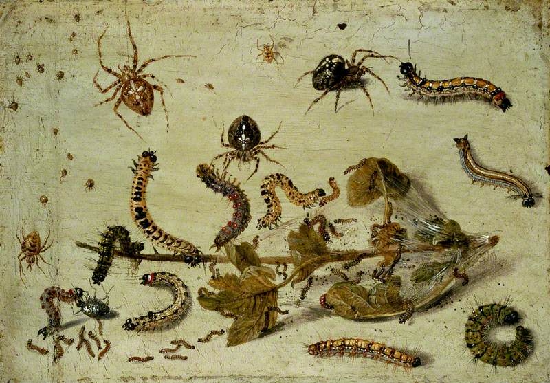 Various Spiders and Caterpillars, with a Sprig of Gooseberry