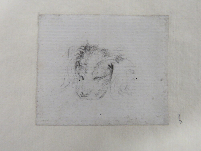 Sketch of a dog's head