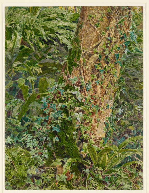 Study of an Ash Trunk