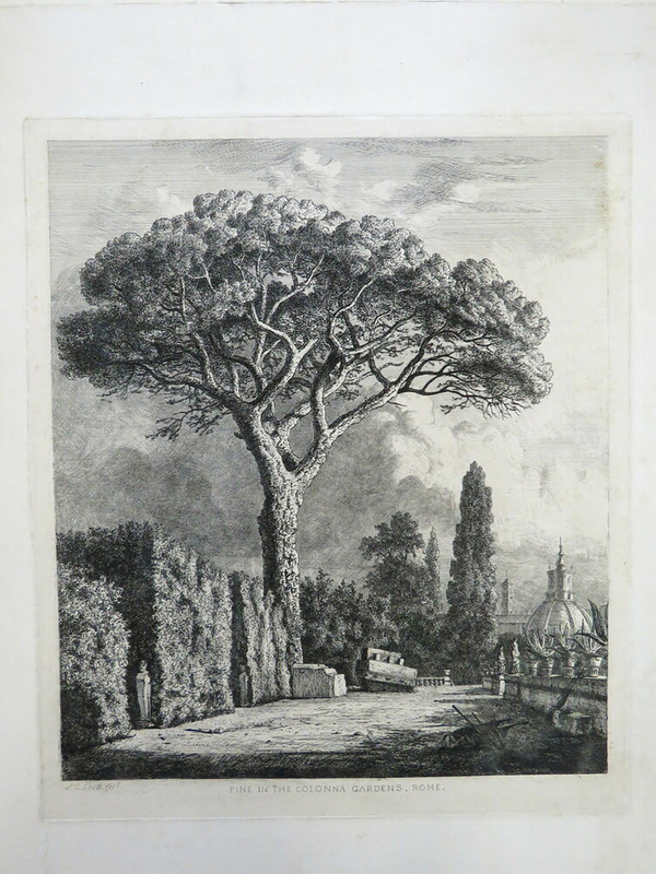Pine in the Colonna Gardens, Rome