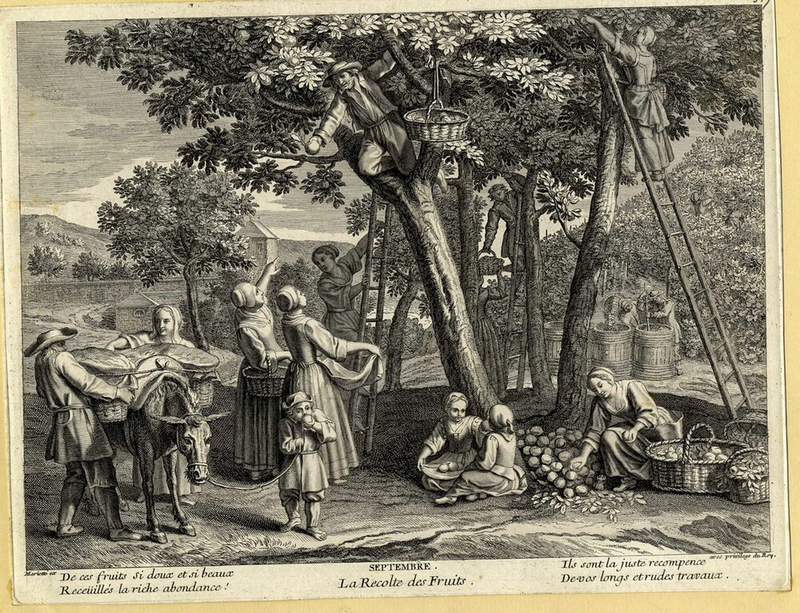 The Twelve Months: Septembre: La recolte des Fruits (September: Collection of the fruit)
