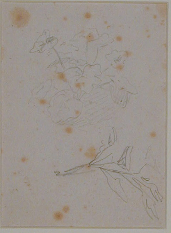Two studies of a geranium plant