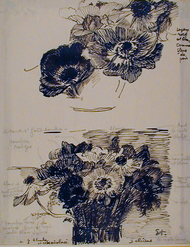 Two studies of St Bridgid anemones