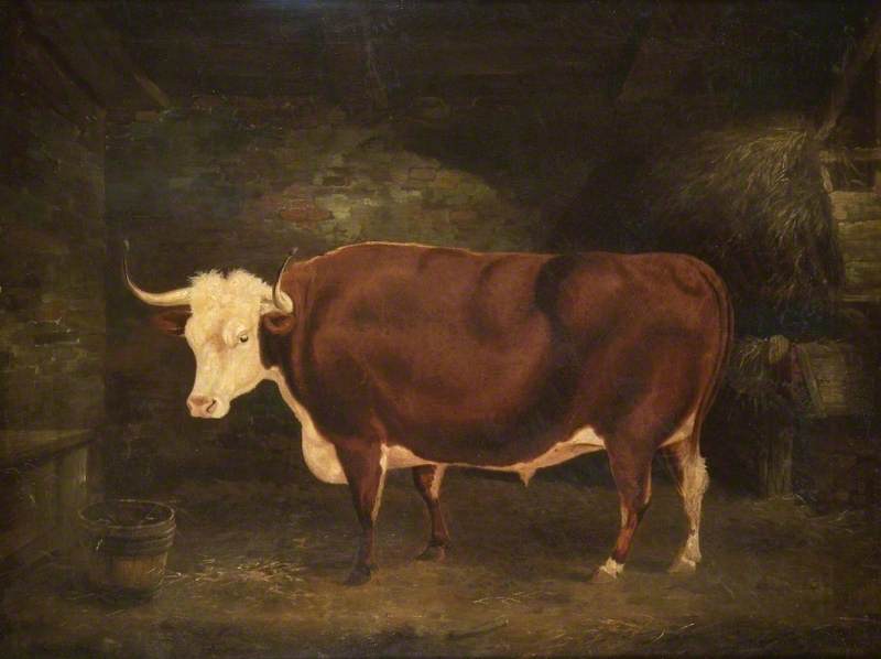 A Hereford Ox in a Stall