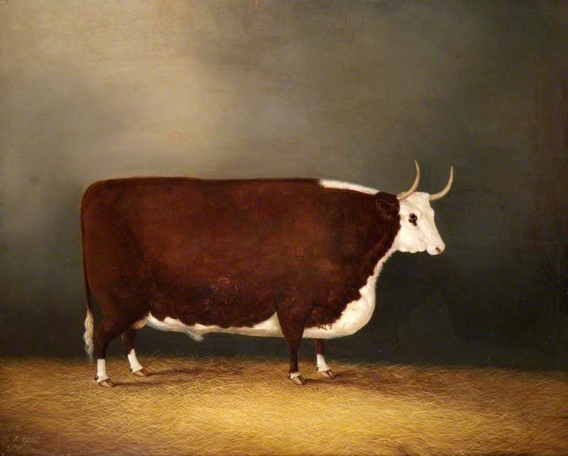 Hereford Ox
