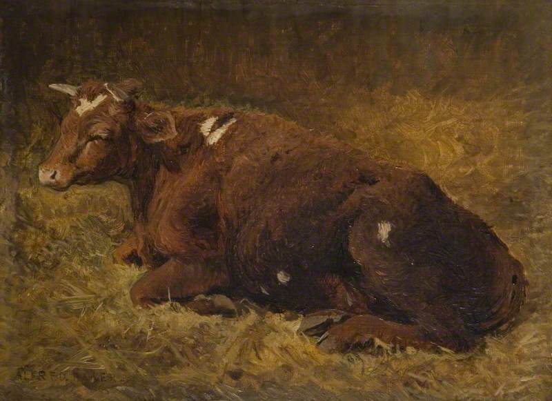 A Cow Lying on the Ground