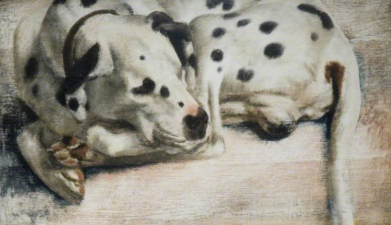 'Grock', a Dalmatian Dog
