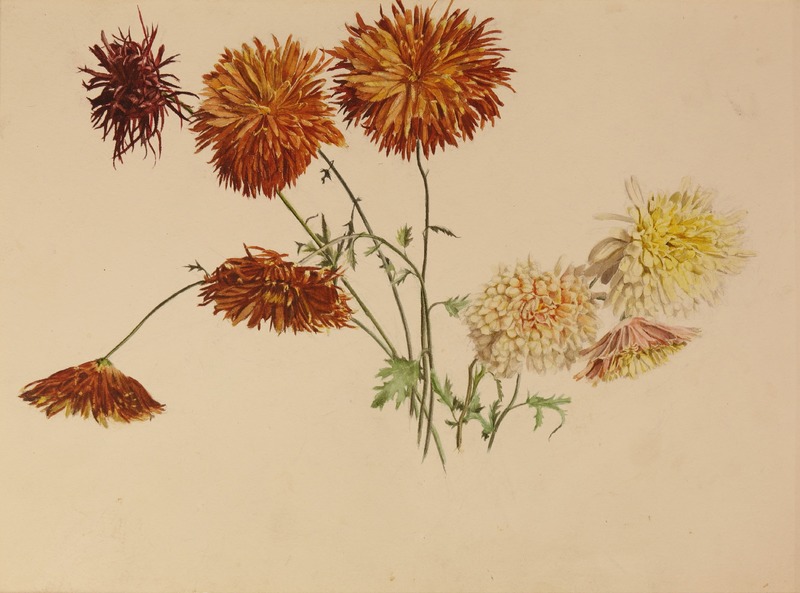 Chrysanthemums