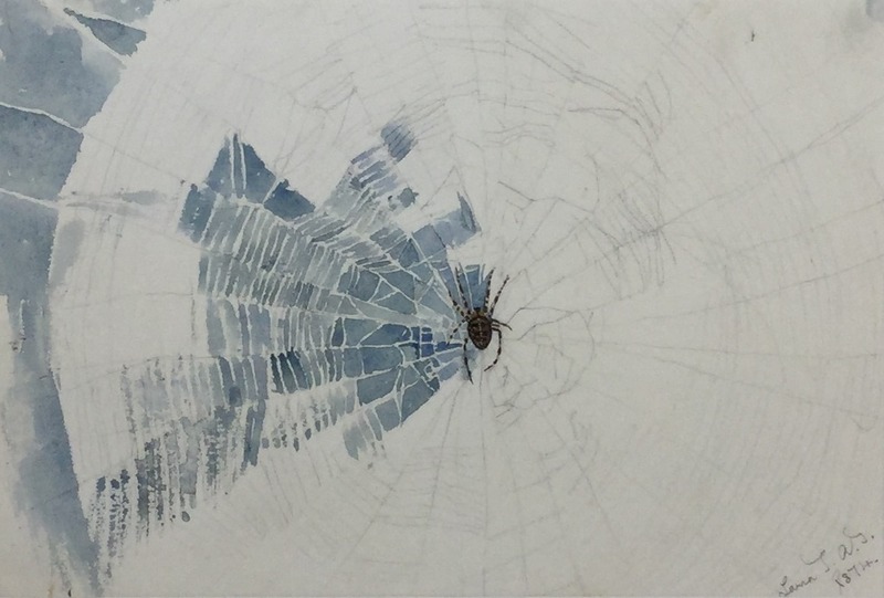 Spider in Web