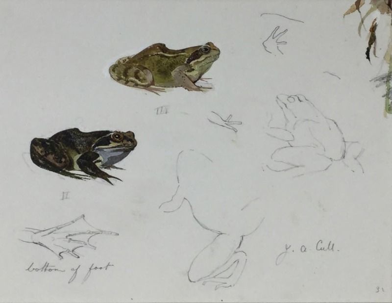 Toads