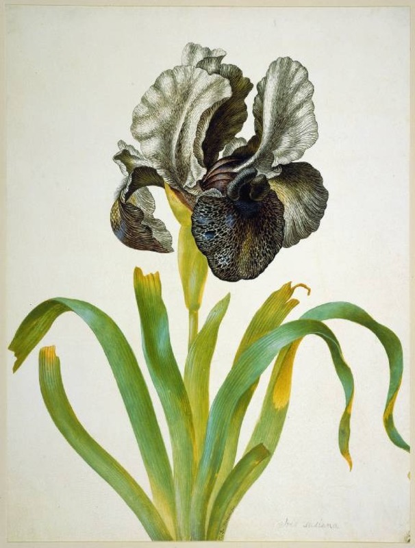 Maria Sibylla Merian: butterflies, botanicals and the birth of