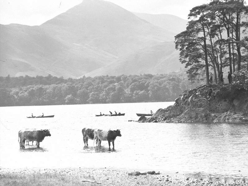 Cows and Boats at Thirlmere