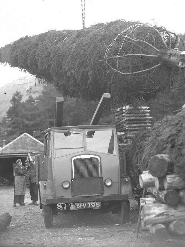 Loading a Large Christmas Tree at Thirlmere