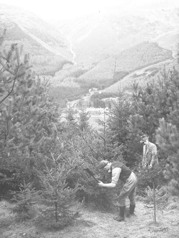 Felling a Christmas Tree at Thirlmere