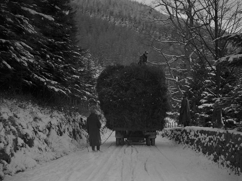 Lorry Loaded with Trees in Snow