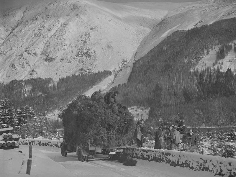 Loading Christmas Trees at Thirlmere under Helvellyn