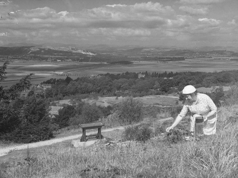 Picking Blackberries at Arnside Knott
