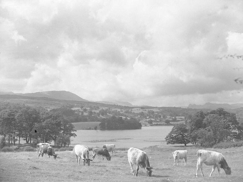 Cattle Grazing at Esthwaite Water