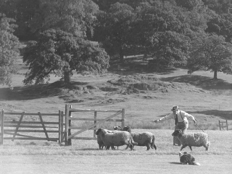 Sheep Trials
