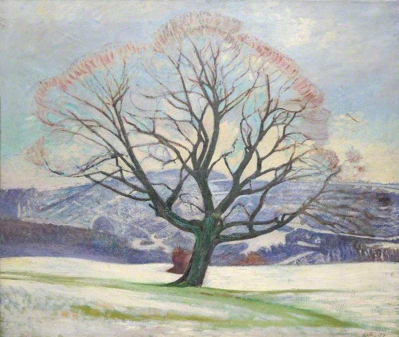 Wych Elm in Winter