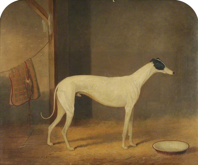 'Pioneer'; Winning Greyhound of the Border Cup