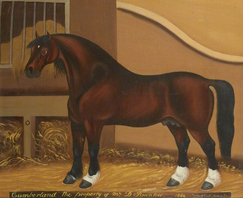 'Cumberland', a Racehorse