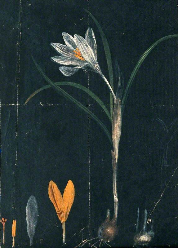 A Crocus: Entire Flowering Plant with Separate Bulb and Floral Segments