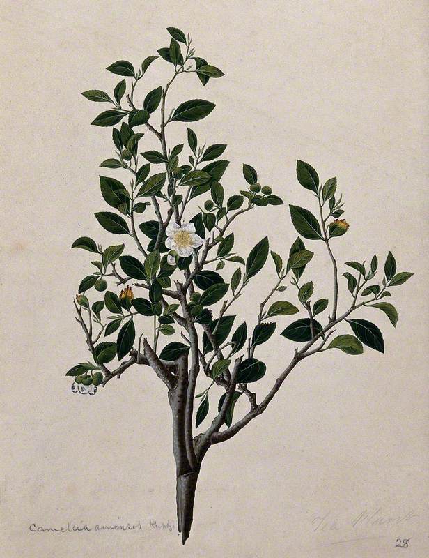 Tea Plant (Camellia Sinensis): Flowering Stem