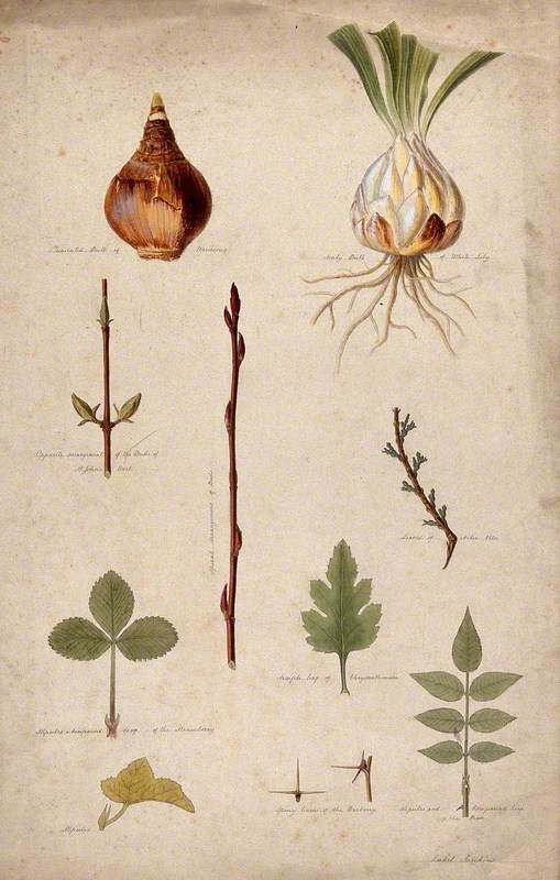 Various Leaf Forms, Leaf Arrangements and Bulbs