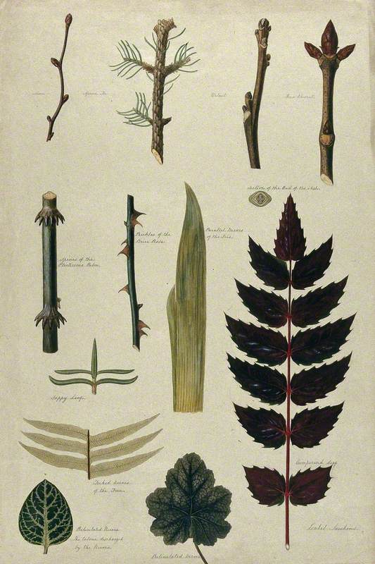 Various Leaf Forms, Leaf Venation, Bud Arrangements and Woody Stems