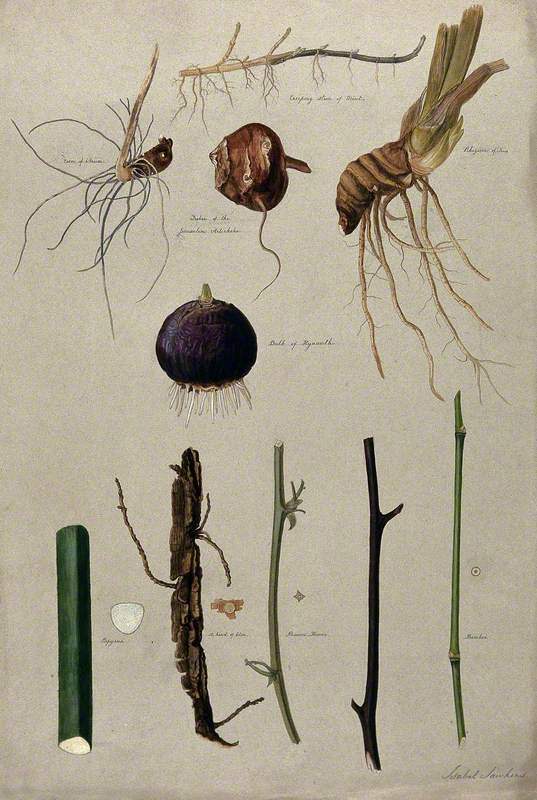 Various Stem Forms, including Bulbs and Roots