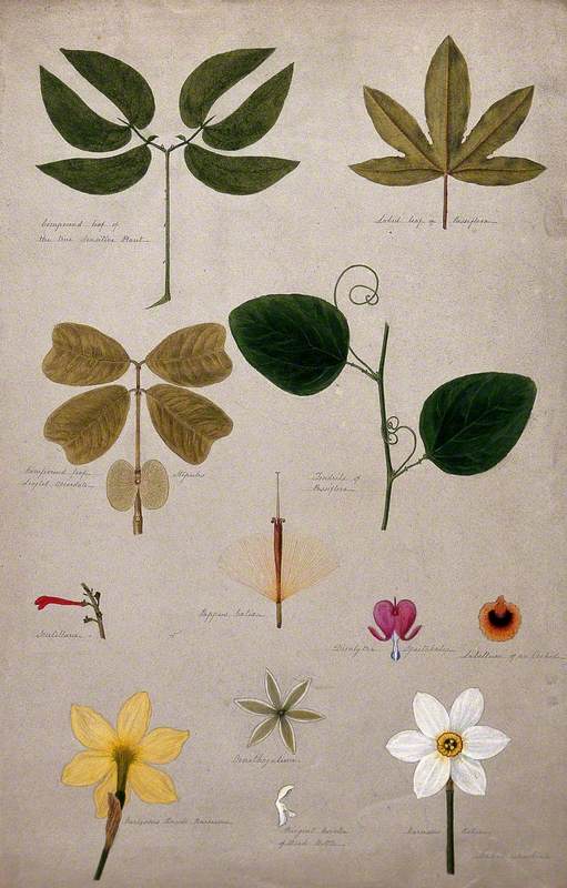 Various Leaf Forms and Flower Parts